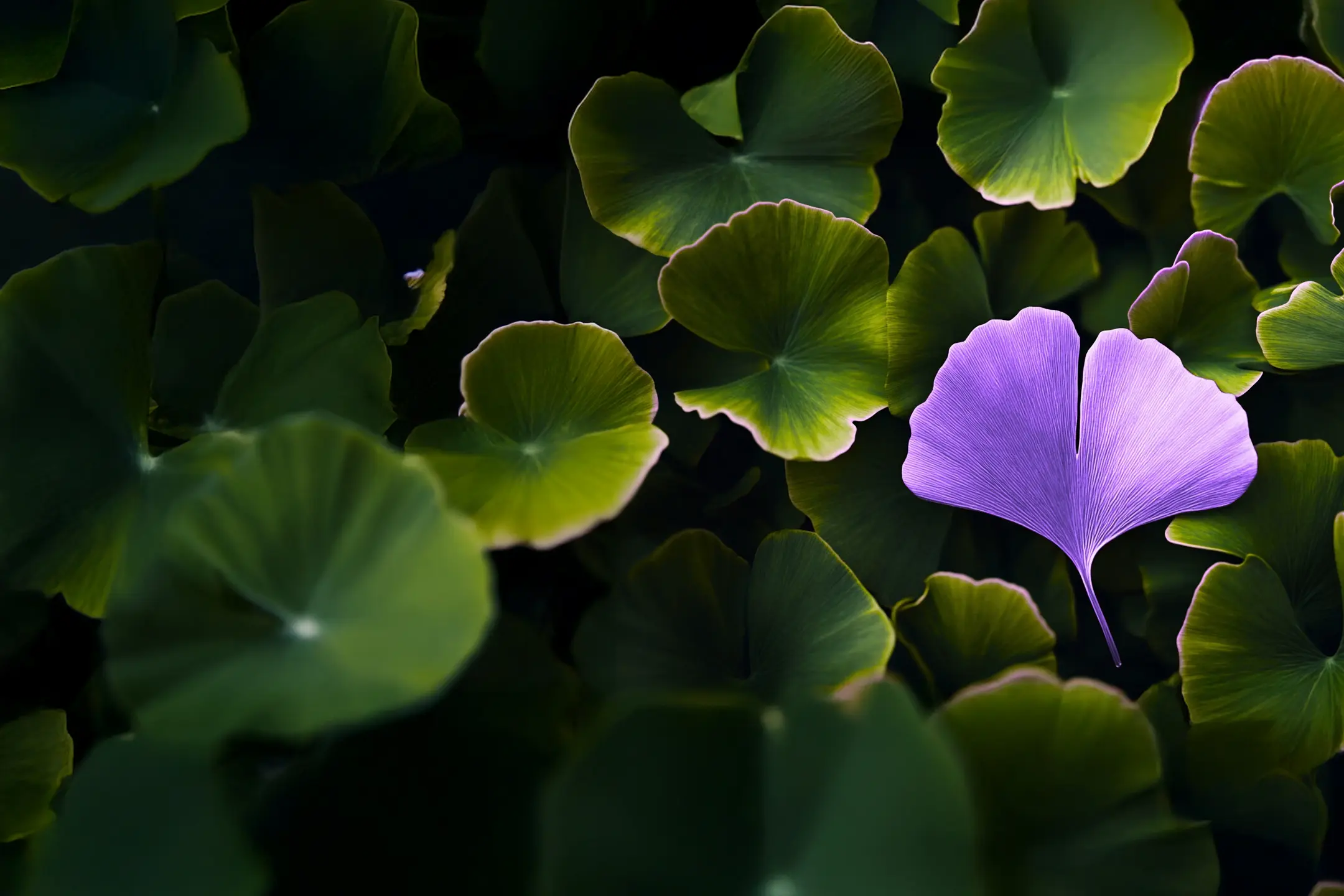 Violettes Ginkgo-Blatt vor grünem Laub