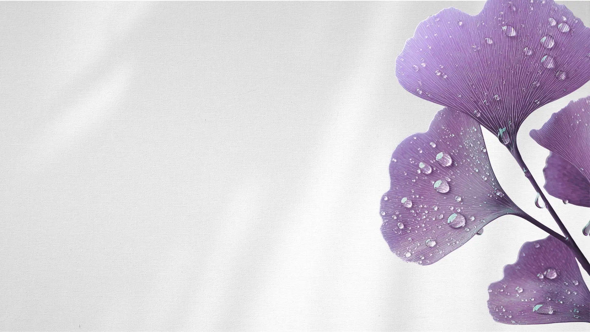 Violettes Ginkgo-Blatt mit Tautropfen